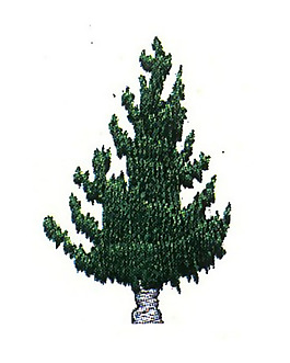 繡花 常青樹(shù) 綠色 森林 公園 免費(fèi)素材