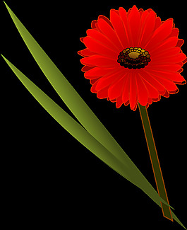 flowers_gerbera