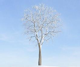 elm tree 047 冬季落葉樹木 積雪的榆樹