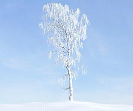 birch tree 040 一顆積雪的樺樹(shù)
