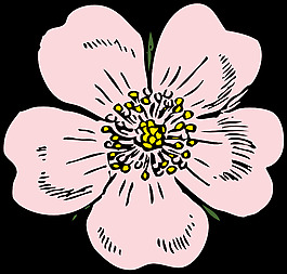野玫瑰