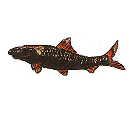 繡花 動物 魚 色彩 黃色 免費素材