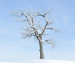 apple tree 031 冬季落葉樹木 一個(gè)積雪的蘋果樹