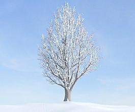 ginkgo tree 028 一颗积雪的银杏树