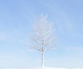 plant 026 冬季落葉樹木 積雪的樹