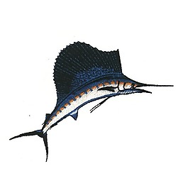 繡花 動(dòng)物 魚 色彩 藍(lán)色 免費(fèi)素材