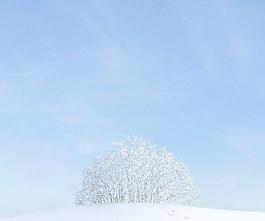 plant 004 冬季雪景 无叶树丛