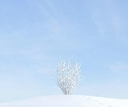 plant 005 冬季雪景 无叶树