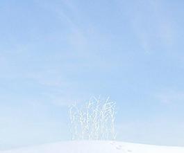 plant 001 冬季雪景 无叶树丛