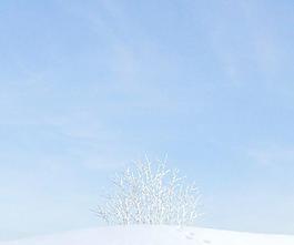 plant 无叶树 冬季雪景 002