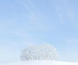 plant 003 冬季雪景 无叶树丛