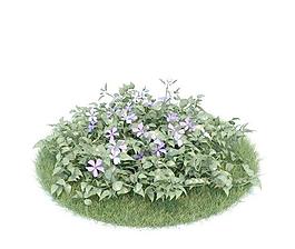 異形蔓長春花 047 Vinca difformis