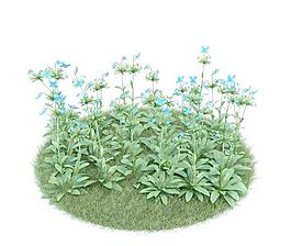 藿香葉綠絨蒿 036 Meconopsis betonicifolia