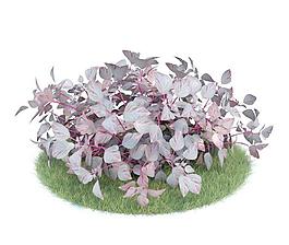 血苋 红叶苋 红洋苋 030 Iresine herbstii