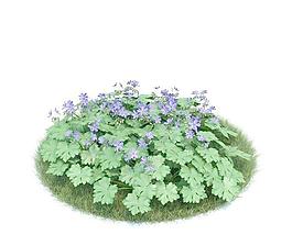 天竺葵 026 Geranium Rozanne