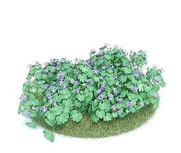老鸛草 帕特麗夏 025 Geranium Patricia