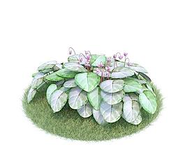 小花仙客来 018 Cyclamen coum