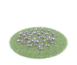 荷兰番红花 016 Crocus vernus