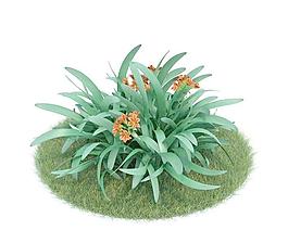 君子蘭 013 Clivia Miniata