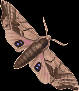 蛾（smerinthus geminatus）視圖