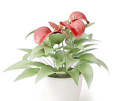 高精細(xì)盆栽馬蹄蓮 紅色馬蹄蓮模型024