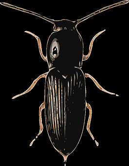 甲蟲（cardiophorus）