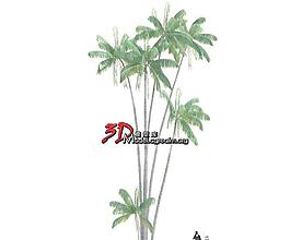 Oncosperma tigillarium 椰子樹 044