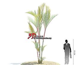 Cyrtostachys renda 口紅棕 猩紅椰子 紅棒椰子043
