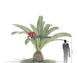 Phoenix canariensis 棕櫚科 刺葵屬 加拿利海棗 022