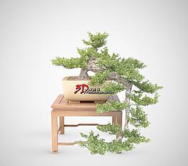 Bonsai Trees 06 帶方登，下垂松樹盆栽
