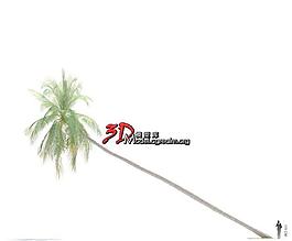 Cocos nucifera 椰子樹 020