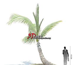 Cocos nucifera 椰子樹 019