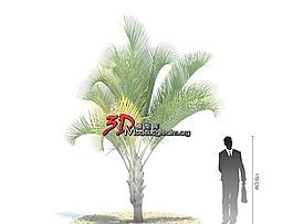 Dypsis decaryi 三角椰子 棕櫚017