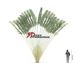 Ravenala madagascariensis 旅人蕉 扇芭蕉 旅人木 水木 016