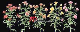 多株顏色的玫瑰花 rose 01（含高低模兩種版本）