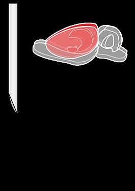 大鼠腦