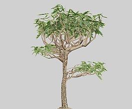 鹽膚木 sumac 05