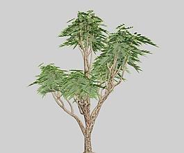 鹽膚木 sumac 04