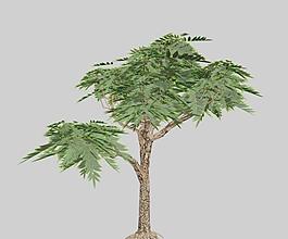 鹽膚木,sumac 03
