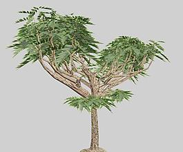 鹽膚木 sumac 02