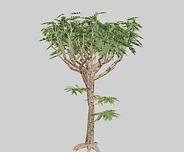 鹽膚木 sumac 01