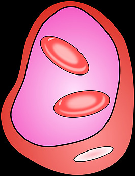 與erythrocites血管