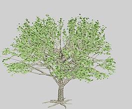 楓木 楓樹maple 05