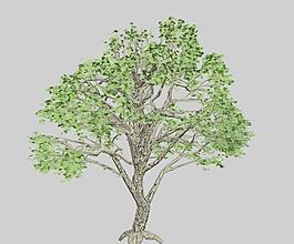 楓木 楓樹maple 04