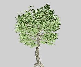 楓木 楓樹maple 03
