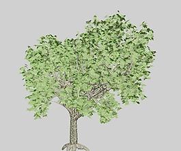 楓木 楓樹maple 02