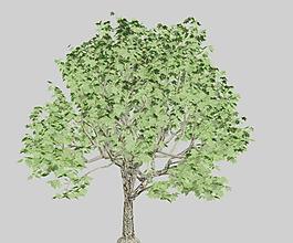 楓木 楓樹 maple 01