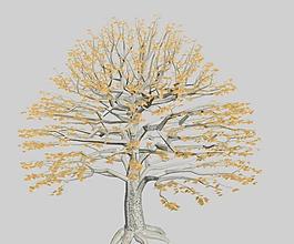 角樹（樹木）hornbeam2