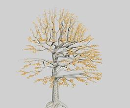 角樹（樹木）hornbeam3