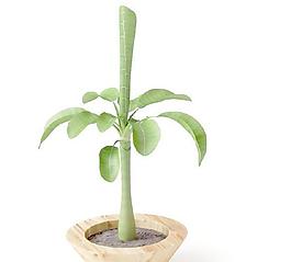 高精細(xì)盆栽植物048